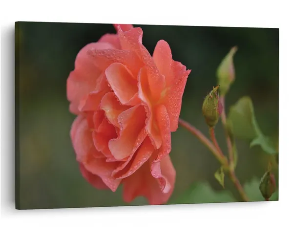 Multicolor_16_X_24_Inch,_Pine_Wood_Framed_Canvas_Paintings_|_For_Home_Decor,_Ready_To_Wall_Hanging,_Premium_Painting_|_For_|_Bedroom,_Living_Room,_Office_Wall_Decoration_|_Wall_Art_Painting,_Ct1751
