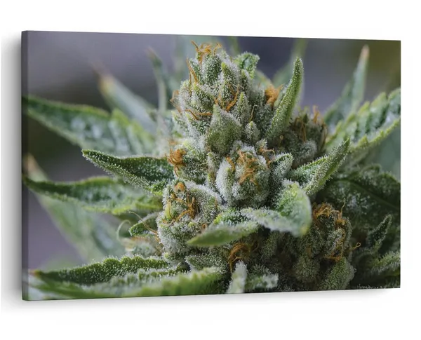 Multicolor_16_X_24_Inch,_Pine_Wood_Framed_Canvas_Paintings_|_For_Home_Decor,_Ready_To_Wall_Hanging,_Premium_Painting_|_For_|_Bedroom,_Living_Room,_Office_Wall_Decoration_|_Wall_Art_Painting,_Ct1752