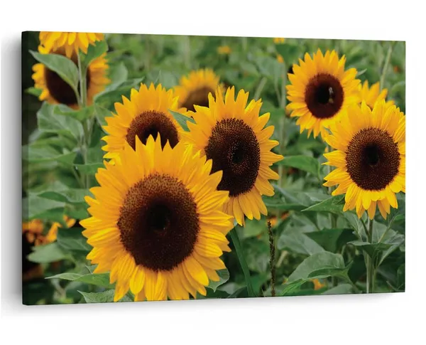 Multicolor_16_X_24_Inch,_Pine_Wood_Framed_Canvas_Paintings_|_For_Home_Decor,_Ready_To_Wall_Hanging,_Premium_Painting_|_For_|_Bedroom,_Living_Room,_Office_Wall_Decoration_|_Wall_Art_Painting,_Ct1755