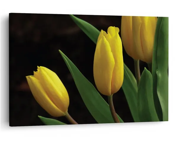 Multicolor_16_X_24_Inch,_Pine_Wood_Framed_Canvas_Paintings_|_For_Home_Decor,_Ready_To_Wall_Hanging,_Premium_Painting_|_For_|_Bedroom,_Living_Room,_Office_Wall_Decoration_|_Wall_Art_Painting,_Ct1765