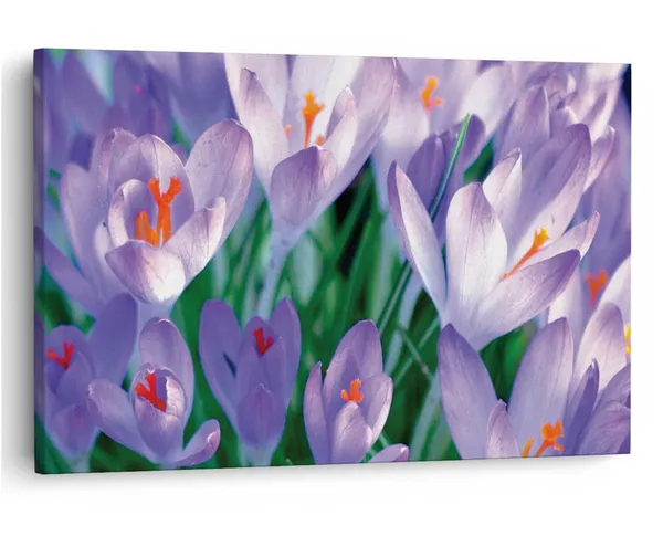 Multicolor_16_X_24_Inch,_Pine_Wood_Framed_Canvas_Paintings_|_For_Home_Decor,_Ready_To_Wall_Hanging,_Premium_Painting_|_For_|_Bedroom,_Living_Room,_Office_Wall_Decoration_|_Wall_Art_Painting,_Ct1770