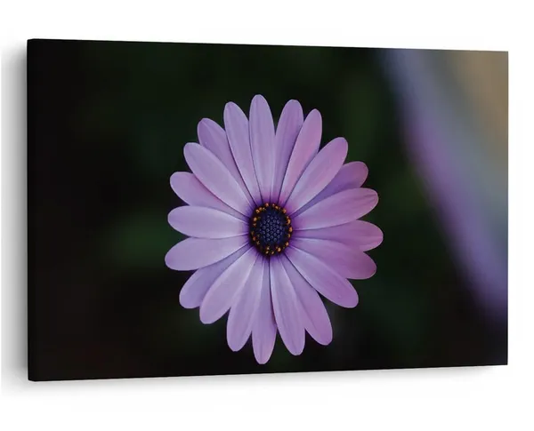 Multicolor_16_X_24_Inch,_Pine_Wood_Framed_Canvas_Paintings_|_For_Home_Decor,_Ready_To_Wall_Hanging,_Premium_Painting_|_For_|_Bedroom,_Living_Room,_Office_Wall_Decoration_|_Wall_Art_Painting,_Ct1771