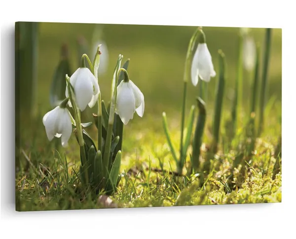 Multicolor_16_X_24_Inch,_Pine_Wood_Framed_Canvas_Paintings_|_For_Home_Decor,_Ready_To_Wall_Hanging,_Premium_Painting_|_For_|_Bedroom,_Living_Room,_Office_Wall_Decoration_|_Wall_Art_Painting,_Ct1803