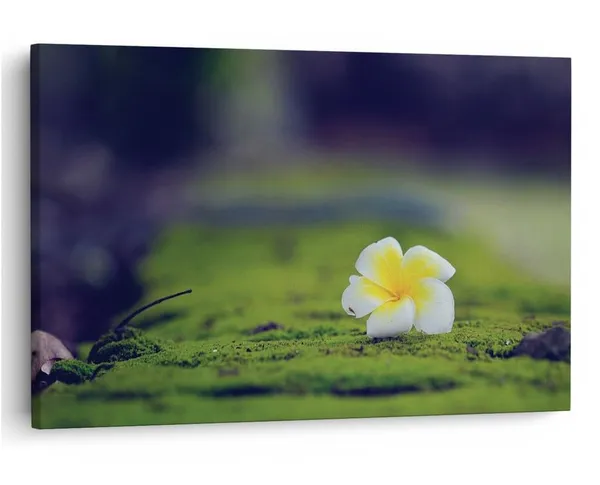 Multicolor_16_X_24_Inch,_Pine_Wood_Framed_Canvas_Paintings_|_For_Home_Decor,_Ready_To_Wall_Hanging,_Premium_Painting_|_For_|_Bedroom,_Living_Room,_Office_Wall_Decoration_|_Wall_Art_Painting,_Ct1820