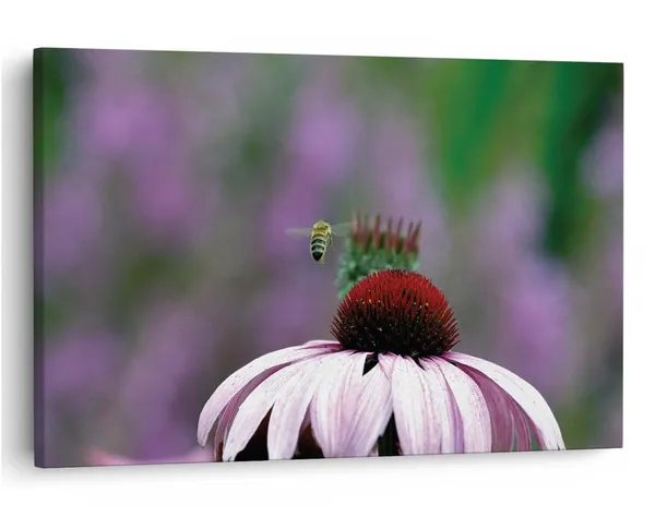 Multicolor_16_X_24_Inch,_Pine_Wood_Framed_Canvas_Paintings_|_For_Home_Decor,_Ready_To_Wall_Hanging,_Premium_Painting_|_For_|_Bedroom,_Living_Room,_Office_Wall_Decoration_|_Wall_Art_Painting,_Ct1919