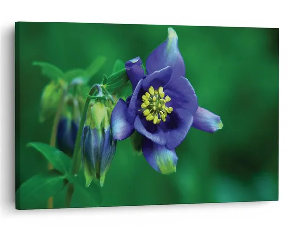 Multicolor_16_X_24_Inch,_Pine_Wood_Framed_Canvas_Paintings_|_For_Home_Decor,_Ready_To_Wall_Hanging,_Premium_Painting_|_For_|_Bedroom,_Living_Room,_Office_Wall_Decoration_|_Wall_Art_Painting,_Ct1927