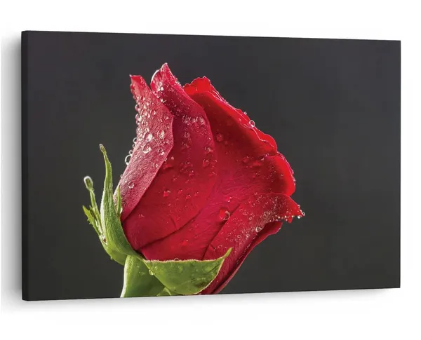 Multicolor_16_X_24_Inch,_Pine_Wood_Framed_Canvas_Paintings_|_For_Home_Decor,_Ready_To_Wall_Hanging,_Premium_Painting_|_For_|_Bedroom,_Living_Room,_Office_Wall_Decoration_|_Wall_Art_Painting,_Ct1930