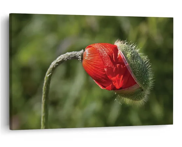 Multicolor_16_X_24_Inch,_Pine_Wood_Framed_Canvas_Paintings_|_For_Home_Decor,_Ready_To_Wall_Hanging,_Premium_Painting_|_For_|_Bedroom,_Living_Room,_Office_Wall_Decoration_|_Wall_Art_Painting,_Ct1931