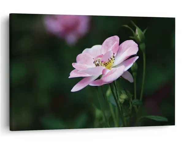 Multicolor_16_X_24_Inch,_Pine_Wood_Framed_Canvas_Paintings_|_For_Home_Decor,_Ready_To_Wall_Hanging,_Premium_Painting_|_For_|_Bedroom,_Living_Room,_Office_Wall_Decoration_|_Wall_Art_Painting,_Ct2047
