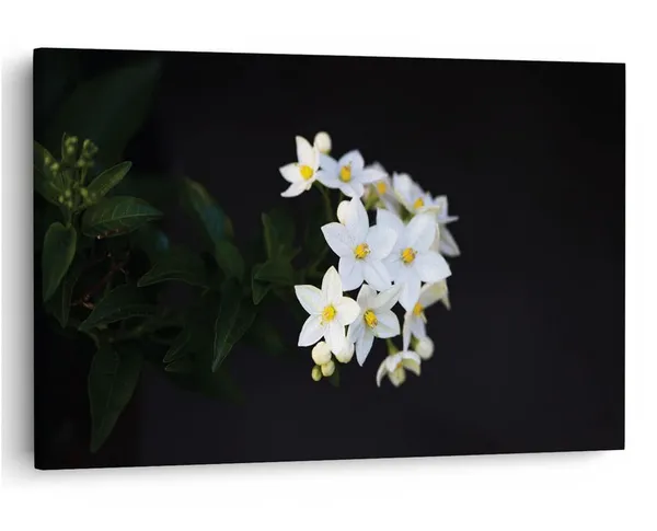 Multicolor_16_X_24_Inch,_Pine_Wood_Framed_Canvas_Paintings_|_For_Home_Decor,_Ready_To_Wall_Hanging,_Premium_Painting_|_For_|_Bedroom,_Living_Room,_Office_Wall_Decoration_|_Wall_Art_Painting,_Ct2065
