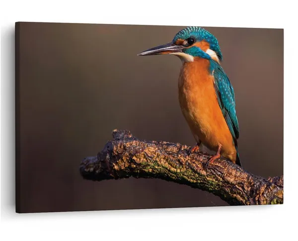 Multicolor_16_X_24_Inch,_Pine_Wood_Framed_Canvas_Paintings_|_For_Home_Decor,_Ready_To_Wall_Hanging,_Premium_Painting_|_For_|_Bedroom,_Living_Room,_Office_Wall_Decoration_|_Wall_Art_Painting,_Ct2105