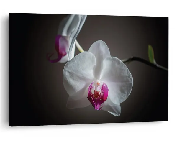 Multicolor_16_X_24_Inch,_Pine_Wood_Framed_Canvas_Paintings_|_For_Home_Decor,_Ready_To_Wall_Hanging,_Premium_Painting_|_For_|_Bedroom,_Living_Room,_Office_Wall_Decoration_|_Wall_Art_Painting,_Ct2216