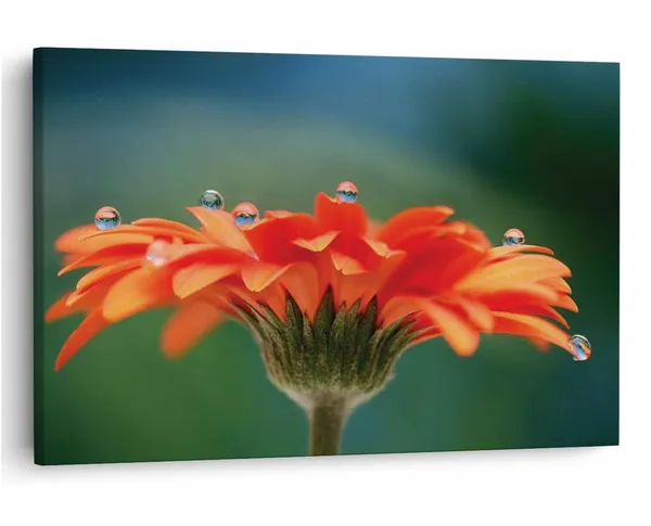 Multicolor_16_X_24_Inch,_Pine_Wood_Framed_Canvas_Paintings_|_For_Home_Decor,_Ready_To_Wall_Hanging,_Premium_Painting_|_For_|_Bedroom,_Living_Room,_Office_Wall_Decoration_|_Wall_Art_Painting,_Ct2222