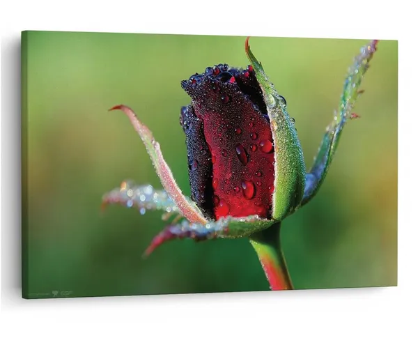 Multicolor_16_X_24_Inch,_Pine_Wood_Framed_Canvas_Paintings_|_For_Home_Decor,_Ready_To_Wall_Hanging,_Premium_Painting_|_For_|_Bedroom,_Living_Room,_Office_Wall_Decoration_|_Wall_Art_Painting,_Ct2243