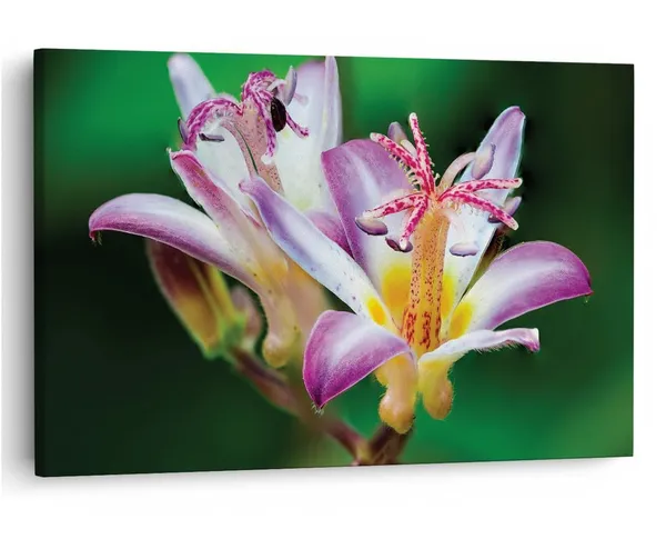 Multicolor_16_X_24_Inch,_Pine_Wood_Framed_Canvas_Paintings_|_For_Home_Decor,_Ready_To_Wall_Hanging,_Premium_Painting_|_For_|_Bedroom,_Living_Room,_Office_Wall_Decoration_|_Wall_Art_Painting,_Ct2255