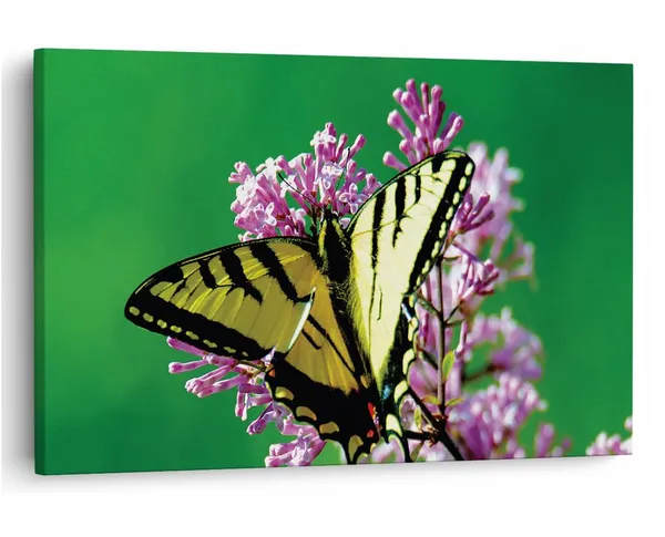 Multicolor_16_X_24_Inch,_Pine_Wood_Framed_Canvas_Paintings_|_For_Home_Decor,_Ready_To_Wall_Hanging,_Premium_Painting_|_For_|_Bedroom,_Living_Room,_Office_Wall_Decoration_|_Wall_Art_Painting,_Ct2256