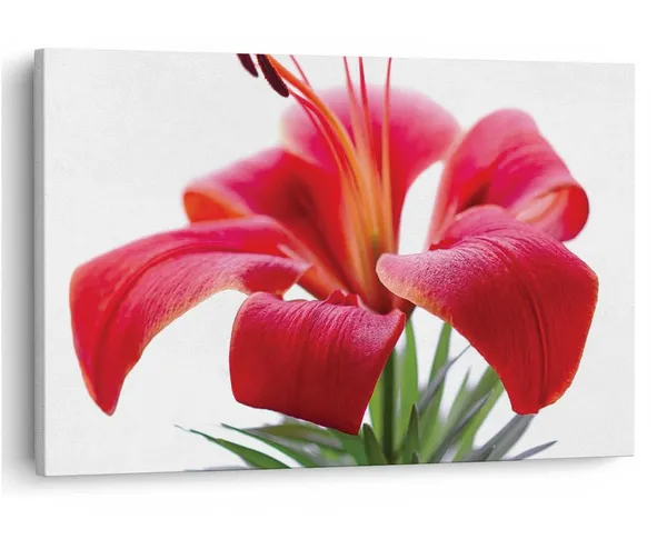 Multicolor_16_X_24_Inch,_Pine_Wood_Framed_Canvas_Paintings_|_For_Home_Decor,_Ready_To_Wall_Hanging,_Premium_Painting_|_For_|_Bedroom,_Living_Room,_Office_Wall_Decoration_|_Wall_Art_Painting,_Ct2264