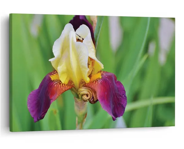 Multicolor_16_X_24_Inch,_Pine_Wood_Framed_Canvas_Paintings_|_For_Home_Decor,_Ready_To_Wall_Hanging,_Premium_Painting_|_For_|_Bedroom,_Living_Room,_Office_Wall_Decoration_|_Wall_Art_Painting,_Ct2268