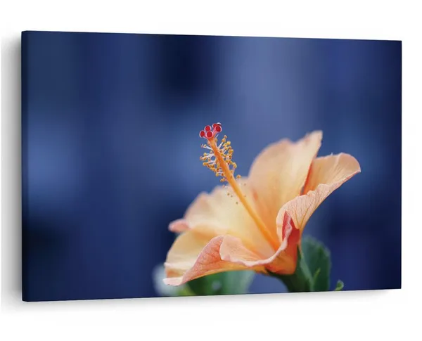 Multicolor_16_X_24_Inch,_Pine_Wood_Framed_Canvas_Paintings_|_For_Home_Decor,_Ready_To_Wall_Hanging,_Premium_Painting_|_For_|_Bedroom,_Living_Room,_Office_Wall_Decoration_|_Wall_Art_Painting,_Ct2270