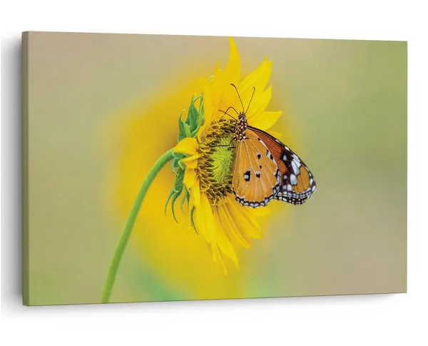 Multicolor_16_X_24_Inch,_Pine_Wood_Framed_Canvas_Paintings_|_For_Home_Decor,_Ready_To_Wall_Hanging,_Premium_Painting_|_For_|_Bedroom,_Living_Room,_Office_Wall_Decoration_|_Wall_Art_Painting,_Ct2289