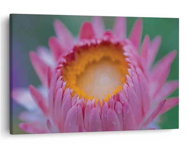 Multicolor_16_X_24_Inch,_Pine_Wood_Framed_Canvas_Paintings_|_For_Home_Decor,_Ready_To_Wall_Hanging,_Premium_Painting_|_For_|_Bedroom,_Living_Room,_Office_Wall_Decoration_|_Wall_Art_Painting,_Ct2318