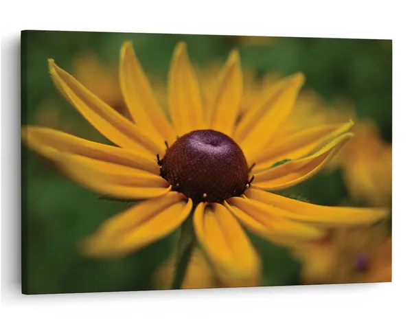 Multicolor_16_X_24_Inch,_Pine_Wood_Framed_Canvas_Paintings_|_For_Home_Decor,_Ready_To_Wall_Hanging,_Premium_Painting_|_For_|_Bedroom,_Living_Room,_Office_Wall_Decoration_|_Wall_Art_Painting,_Ct2344