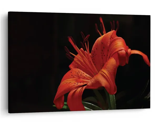 Multicolor_16_X_24_Inch,_Pine_Wood_Framed_Canvas_Paintings_|_For_Home_Decor,_Ready_To_Wall_Hanging,_Premium_Painting_|_For_|_Bedroom,_Living_Room,_Office_Wall_Decoration_|_Wall_Art_Painting,_Ct2365