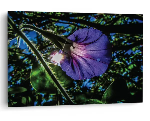 Multicolor_16_X_24_Inch,_Pine_Wood_Framed_Canvas_Paintings_|_For_Home_Decor,_Ready_To_Wall_Hanging,_Premium_Painting_|_For_|_Bedroom,_Living_Room,_Office_Wall_Decoration_|_Wall_Art_Painting,_Ct2377