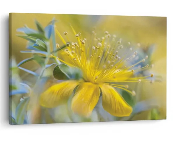 Multicolor_16_X_24_Inch,_Pine_Wood_Framed_Canvas_Paintings_|_For_Home_Decor,_Ready_To_Wall_Hanging,_Premium_Painting_|_For_|_Bedroom,_Living_Room,_Office_Wall_Decoration_|_Wall_Art_Painting,_Ct2381