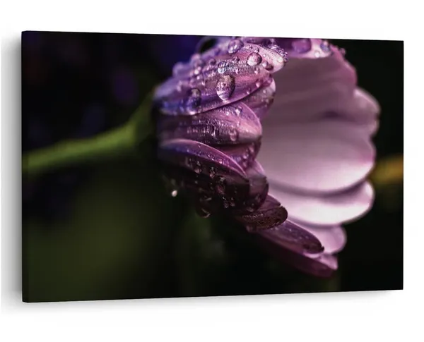 Multicolor_16_X_24_Inch,_Pine_Wood_Framed_Canvas_Paintings_|_For_Home_Decor,_Ready_To_Wall_Hanging,_Premium_Painting_|_For_|_Bedroom,_Living_Room,_Office_Wall_Decoration_|_Wall_Art_Painting,_Ct2415