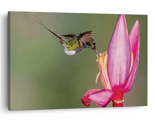 Multicolor_16_X_24_Inch,_Pine_Wood_Framed_Canvas_Paintings_|_For_Home_Decor,_Ready_To_Wall_Hanging,_Premium_Painting_|_For_|_Bedroom,_Living_Room,_Office_Wall_Decoration_|_Wall_Art_Painting,_Ct2418