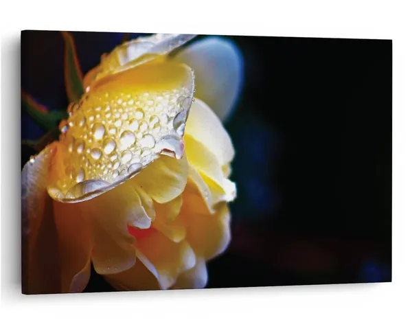 Multicolor_16_X_24_Inch,_Pine_Wood_Framed_Canvas_Paintings_|_For_Home_Decor,_Ready_To_Wall_Hanging,_Premium_Painting_|_For_|_Bedroom,_Living_Room,_Office_Wall_Decoration_|_Wall_Art_Painting,_Ct2419