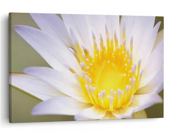 Multicolor_16_X_24_Inch,_Pine_Wood_Framed_Canvas_Paintings_|_For_Home_Decor,_Ready_To_Wall_Hanging,_Premium_Painting_|_For_|_Bedroom,_Living_Room,_Office_Wall_Decoration_|_Wall_Art_Painting,_Ct2421