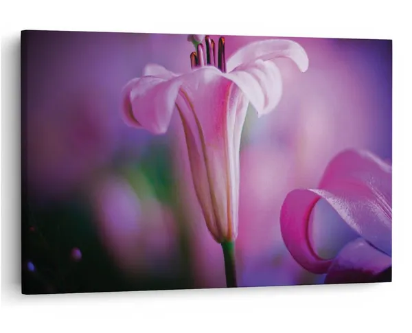 Multicolor_16_X_24_Inch,_Pine_Wood_Framed_Canvas_Paintings_|_For_Home_Decor,_Ready_To_Wall_Hanging,_Premium_Painting_|_For_|_Bedroom,_Living_Room,_Office_Wall_Decoration_|_Wall_Art_Painting,_Ct2426