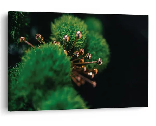 Multicolor_16_X_24_Inch,_Pine_Wood_Framed_Canvas_Paintings_|_For_Home_Decor,_Ready_To_Wall_Hanging,_Premium_Painting_|_For_|_Bedroom,_Living_Room,_Office_Wall_Decoration_|_Wall_Art_Painting,_Ct2435