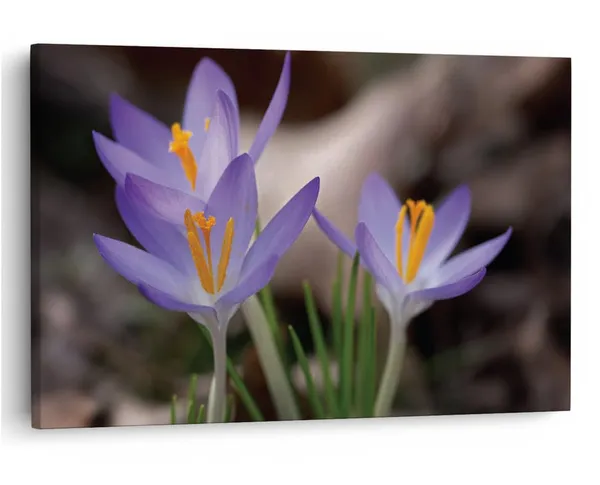 Multicolor_16_X_24_Inch,_Pine_Wood_Framed_Canvas_Paintings_|_For_Home_Decor,_Ready_To_Wall_Hanging,_Premium_Painting_|_For_|_Bedroom,_Living_Room,_Office_Wall_Decoration_|_Wall_Art_Painting,_Ct2437