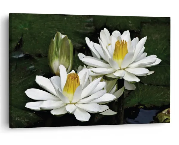 Multicolor_16_X_24_Inch,_Pine_Wood_Framed_Canvas_Paintings_|_For_Home_Decor,_Ready_To_Wall_Hanging,_Premium_Painting_|_For_|_Bedroom,_Living_Room,_Office_Wall_Decoration_|_Wall_Art_Painting,_Ct2444