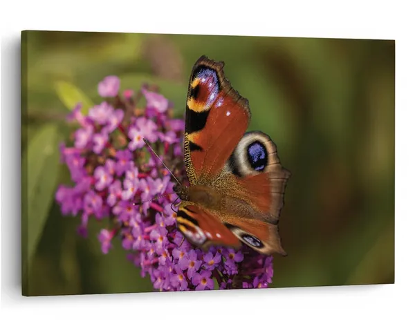 Multicolor_16_X_24_Inch,_Pine_Wood_Framed_Canvas_Paintings_|_For_Home_Decor,_Ready_To_Wall_Hanging,_Premium_Painting_|_For_|_Bedroom,_Living_Room,_Office_Wall_Decoration_|_Wall_Art_Painting,_Ct2457