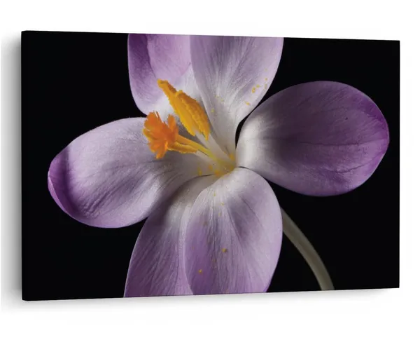 Multicolor_16_X_24_Inch,_Pine_Wood_Framed_Canvas_Paintings_|_For_Home_Decor,_Ready_To_Wall_Hanging,_Premium_Painting_|_For_|_Bedroom,_Living_Room,_Office_Wall_Decoration_|_Wall_Art_Painting,_Ct2459