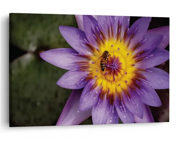 Multicolor_16_X_24_Inch,_Pine_Wood_Framed_Canvas_Paintings_|_For_Home_Decor,_Ready_To_Wall_Hanging,_Premium_Painting_|_For_|_Bedroom,_Living_Room,_Office_Wall_Decoration_|_Wall_Art_Painting,_Ct2464