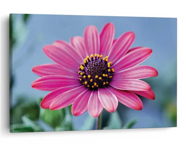 Multicolor_16_X_24_Inch,_Pine_Wood_Framed_Canvas_Paintings_|_For_Home_Decor,_Ready_To_Wall_Hanging,_Premium_Painting_|_For_|_Bedroom,_Living_Room,_Office_Wall_Decoration_|_Wall_Art_Painting,_Ct2472