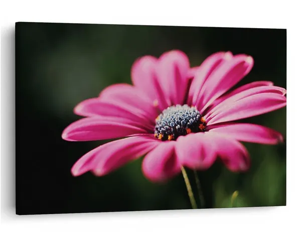 Multicolor_16_X_24_Inch,_Pine_Wood_Framed_Canvas_Paintings_|_For_Home_Decor,_Ready_To_Wall_Hanging,_Premium_Painting_|_For_|_Bedroom,_Living_Room,_Office_Wall_Decoration_|_Wall_Art_Painting,_Ct2484