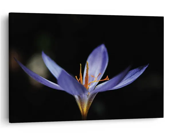 Multicolor_16_X_24_Inch,_Pine_Wood_Framed_Canvas_Paintings_|_For_Home_Decor,_Ready_To_Wall_Hanging,_Premium_Painting_|_For_|_Bedroom,_Living_Room,_Office_Wall_Decoration_|_Wall_Art_Painting,_Ct2485
