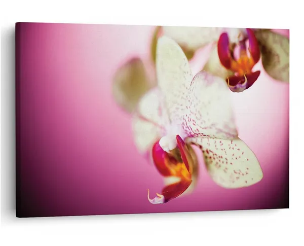 Multicolor_16_X_24_Inch,_Pine_Wood_Framed_Canvas_Paintings_|_For_Home_Decor,_Ready_To_Wall_Hanging,_Premium_Painting_|_For_|_Bedroom,_Living_Room,_Office_Wall_Decoration_|_Wall_Art_Painting,_Ct2487