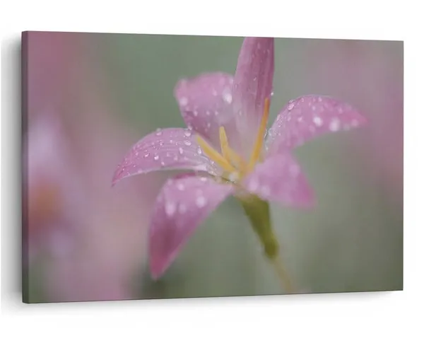 Multicolor_16_X_24_Inch,_Pine_Wood_Framed_Canvas_Paintings_|_For_Home_Decor,_Ready_To_Wall_Hanging,_Premium_Painting_|_For_|_Bedroom,_Living_Room,_Office_Wall_Decoration_|_Wall_Art_Painting,_Ct2490