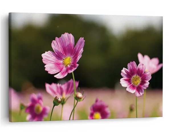Multicolor_16_X_24_Inch,_Pine_Wood_Framed_Canvas_Paintings_|_For_Home_Decor,_Ready_To_Wall_Hanging,_Premium_Painting_|_For_|_Bedroom,_Living_Room,_Office_Wall_Decoration_|_Wall_Art_Painting,_Ct2492