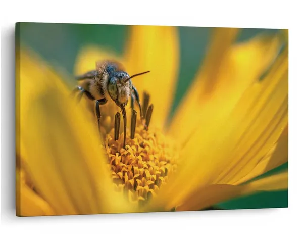 Multicolor_16_X_24_Inch,_Pine_Wood_Framed_Canvas_Paintings_|_For_Home_Decor,_Ready_To_Wall_Hanging,_Premium_Painting_|_For_|_Bedroom,_Living_Room,_Office_Wall_Decoration_|_Wall_Art_Painting,_Ct2496