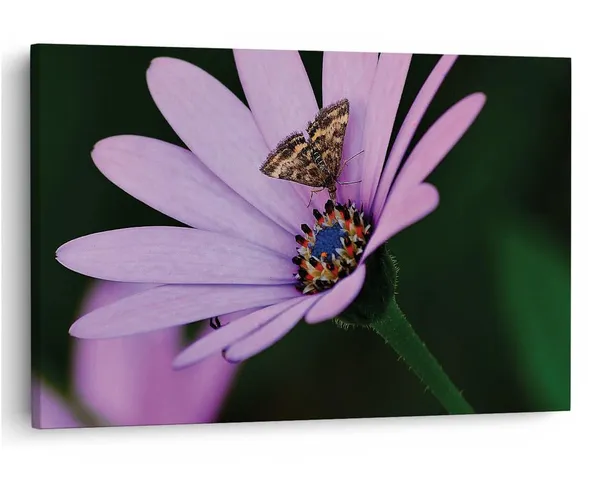 Multicolor_16_X_24_Inch,_Pine_Wood_Framed_Canvas_Paintings_|_For_Home_Decor,_Ready_To_Wall_Hanging,_Premium_Painting_|_For_|_Bedroom,_Living_Room,_Office_Wall_Decoration_|_Wall_Art_Painting,_Ct2499