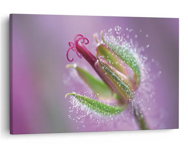 Multicolor_16_X_24_Inch,_Pine_Wood_Framed_Canvas_Paintings_|_For_Home_Decor,_Ready_To_Wall_Hanging,_Premium_Painting_|_For_|_Bedroom,_Living_Room,_Office_Wall_Decoration_|_Wall_Art_Painting,_Ct2502
