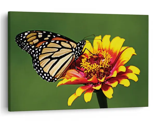 Multicolor_16_X_24_Inch,_Pine_Wood_Framed_Canvas_Paintings_|_For_Home_Decor,_Ready_To_Wall_Hanging,_Premium_Painting_|_For_|_Bedroom,_Living_Room,_Office_Wall_Decoration_|_Wall_Art_Painting,_Ct2513